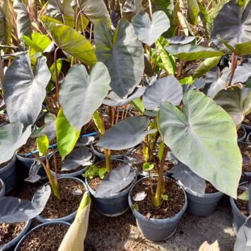 image COLOCASIA ESCULENTA BLACK MAGIC