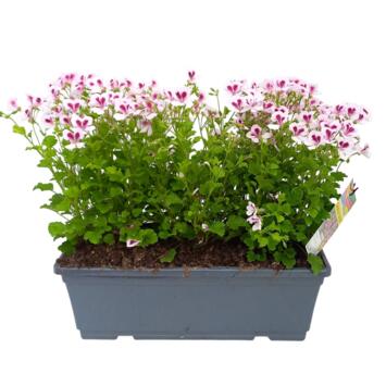 image GERANIUM ODORANT