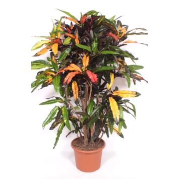 image CROTON