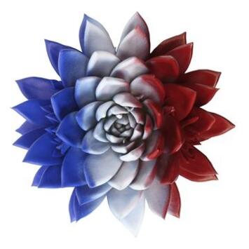 image ECHEVERIA TEINTE FRANCE