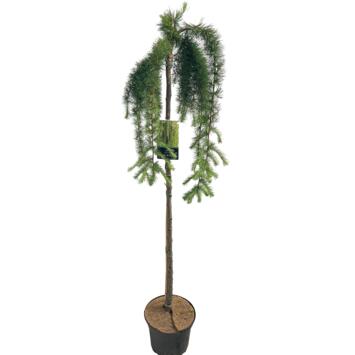image LARIX KAEMPFERI STIFF WEEPER TIGE