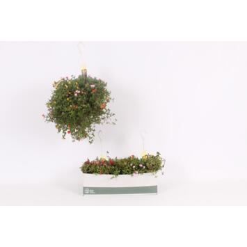 image PORTULACA POURPIER SUSP