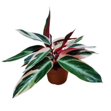 image CALATHEA STROMANTHE TRIOSTAR