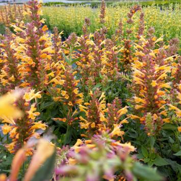 image AGASTACHE KUDOS GOLD