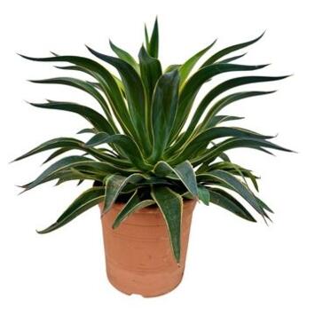 image AGAVE DESMETIANA