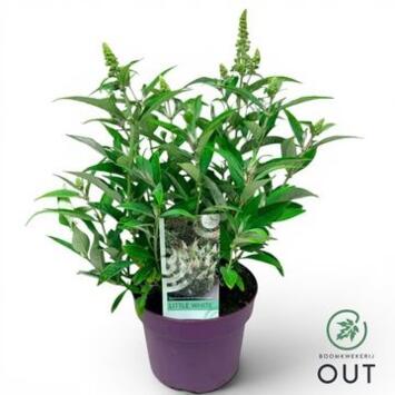 image BUDDLEJA BUTTERFLY CANDY LITTLE WHITE