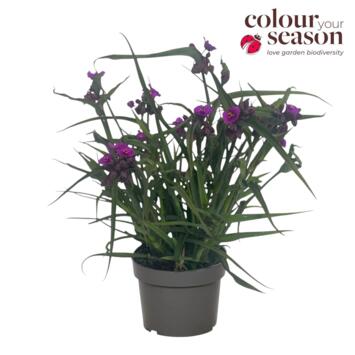 image TRADESCANTIA JS BRAINSTORM