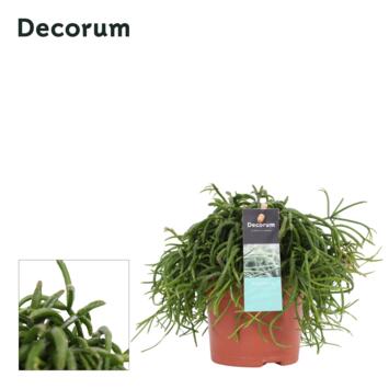 image RHIPSALIS BACCIFERA OASIS