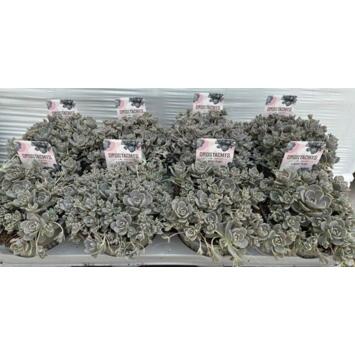 image OROSTACHYS