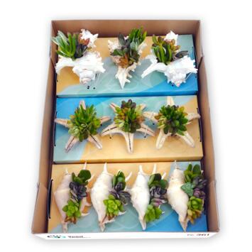 image COMPO SUCCULENTE X5 COQUILLAGE