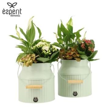 image COMPO 3 PLANTES POT ZINC