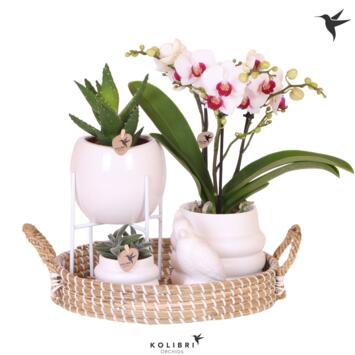 image COMPO 3 PLANTES VERRE PLATEAU BOIS