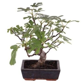 image BONSAI FICUS CARICA FIGUIER CERAM
