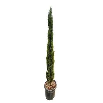 image CUPRESSUS SEMPERVIRENS