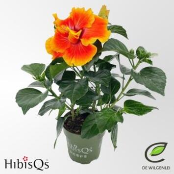 image HIBISCUS FL DOUBLE APOLLO