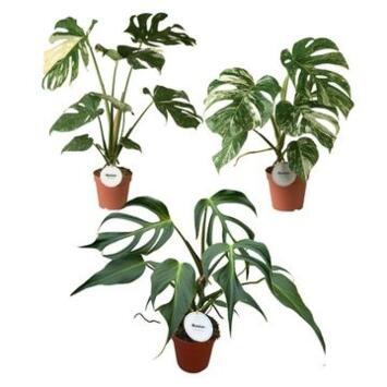 image PHILODENDRON MONSTERA VARIE