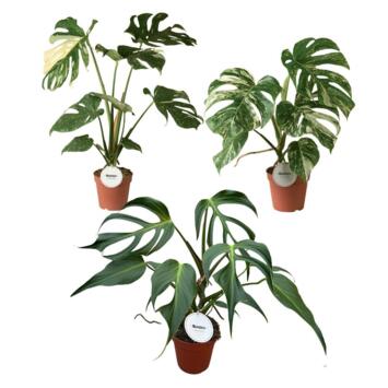 image PHILODENDRON MONSTERA VARIE