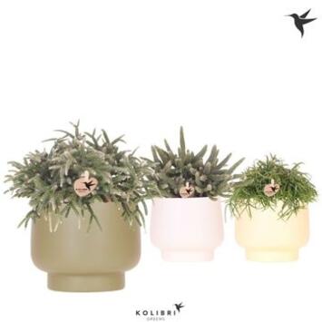 image RHIPSALIS VARIE CERAM