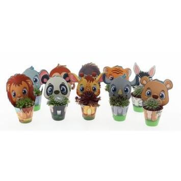 image SEMPERVIVUM COVER POT ANIMAUX
