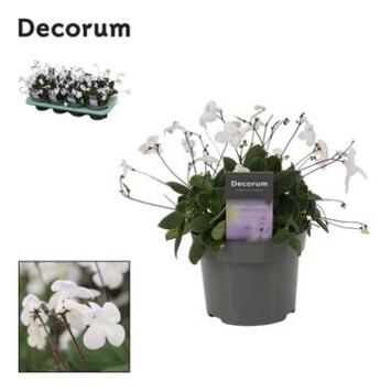 image STREPTOCARPUS SAXORUM BLANC