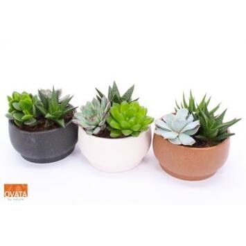 image SUCCULENTE X3 COUPE CERAM