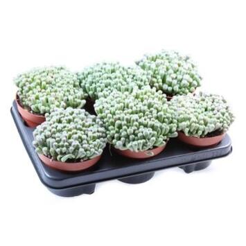 image SUCCULENTE FENESTRARIA RHOPALOPHYLLA
