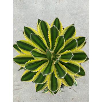 image AGAVE POTATORUM