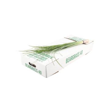 image BEARGRASS