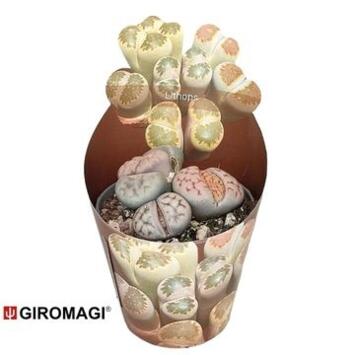 image CACTUS LITHOPS