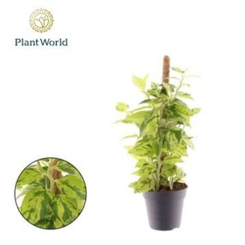 image PEDILANTHUS TITHYMALOIDES GREEN BLUSH TM