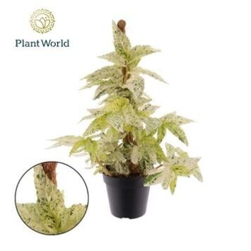 image PELLIONIA REPENS TM