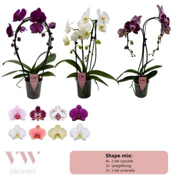 image PHALAENOPSIS 2BR FORMES VARIEES