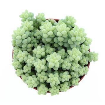 image SEDUM BURITTO