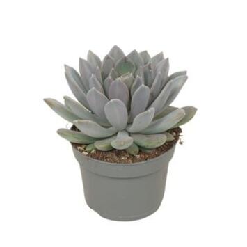 image PACHYPHYTUM DRACO