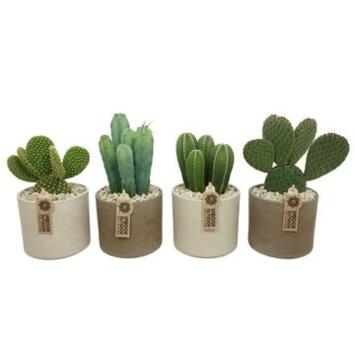 image CACTUS VARIE CERAM