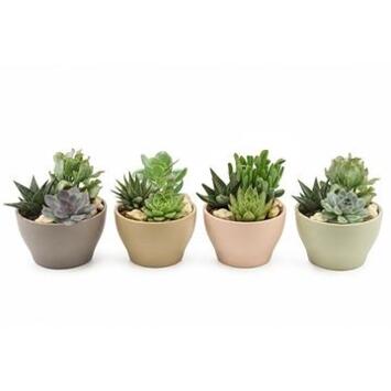 image SUCCULENTE X3 CERAM COUPE