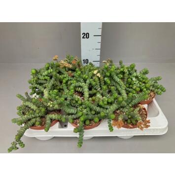image CRASSULA MARNIERIANA