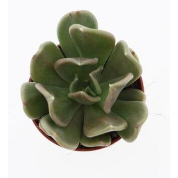 image ECHEVERIA CURVE