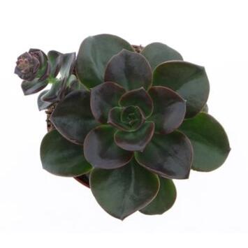 image ECHEVERIA MELACO