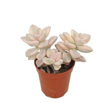 image ECHEVERIA TITUBANS