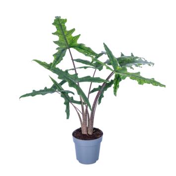 image ALOCASIA SABRINA NARROW