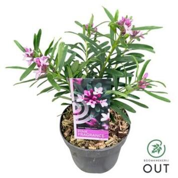 image DAPHNE FRAGRANCE