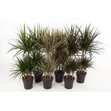 image DRACAENA VARIE CARROUSEL