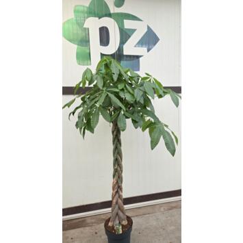 image PACHIRA TRESSE