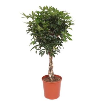 image SCHEFFLERA COMPACTA TRESSE