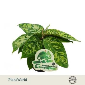 image HOMALOMENA CAMOUFLAGE
