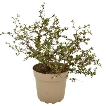 image MUEHLENBECKIA
