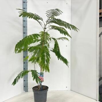 image ALBIZIA