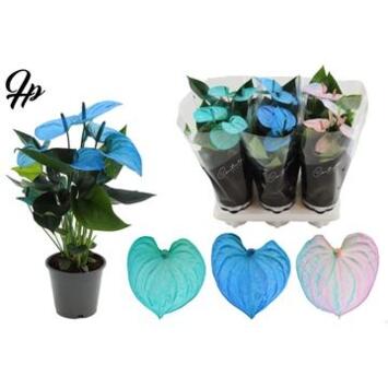 image ANTHURIUM ANDREANUM  COCOS