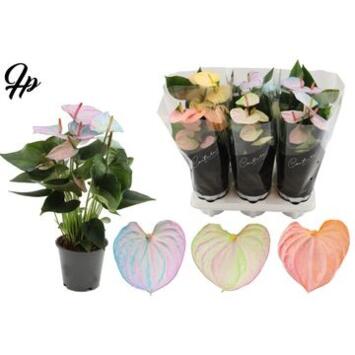 image ANTHURIUM ANDREANUM  COCOS